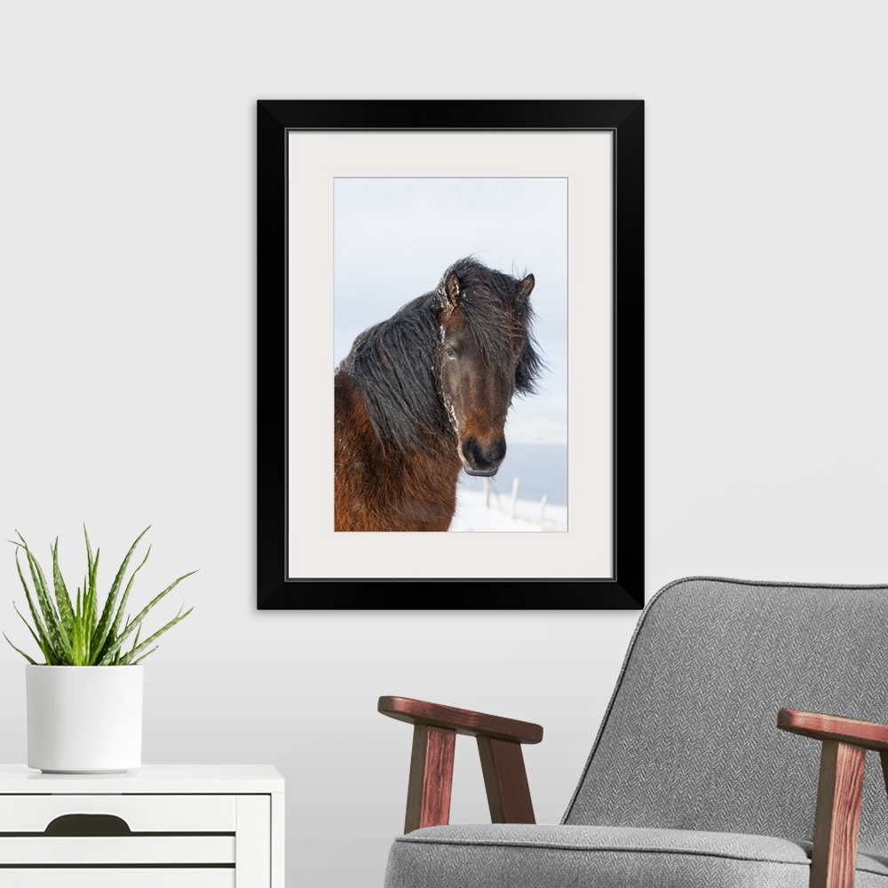 A modern room featuring Icelandic Horse with typical winter coat, Iceland.