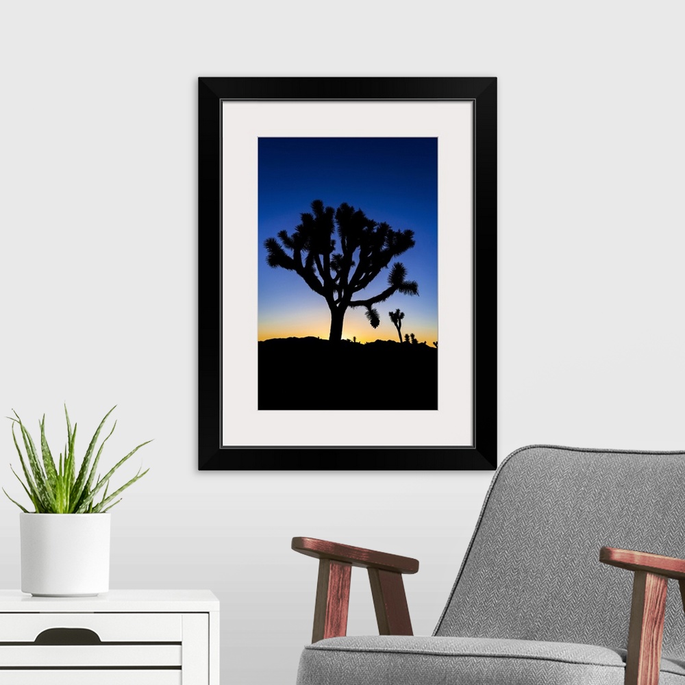 A modern room featuring Joshua trees at sunset, Joshua Tree National Park, California, USA.