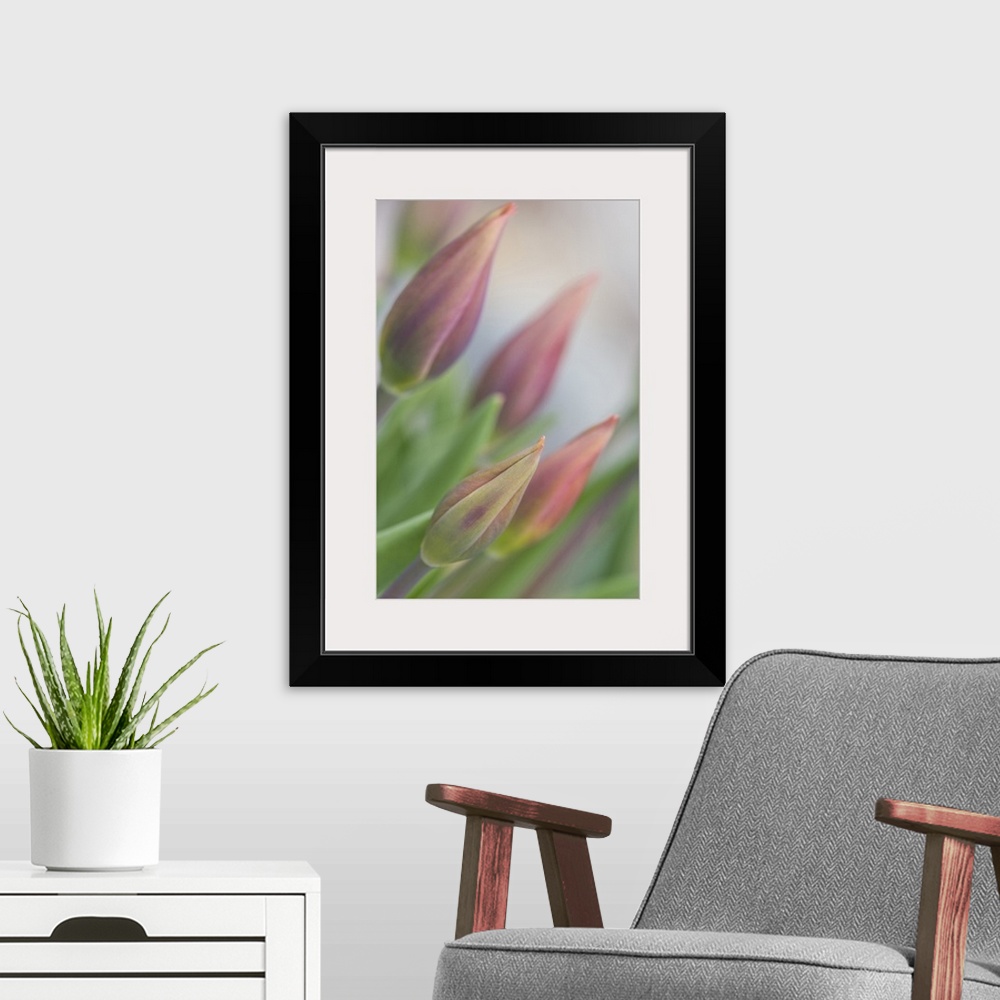 A modern room featuring USA, Maine, Harpswell. Tulip buds in a flower garden on a foggy day.