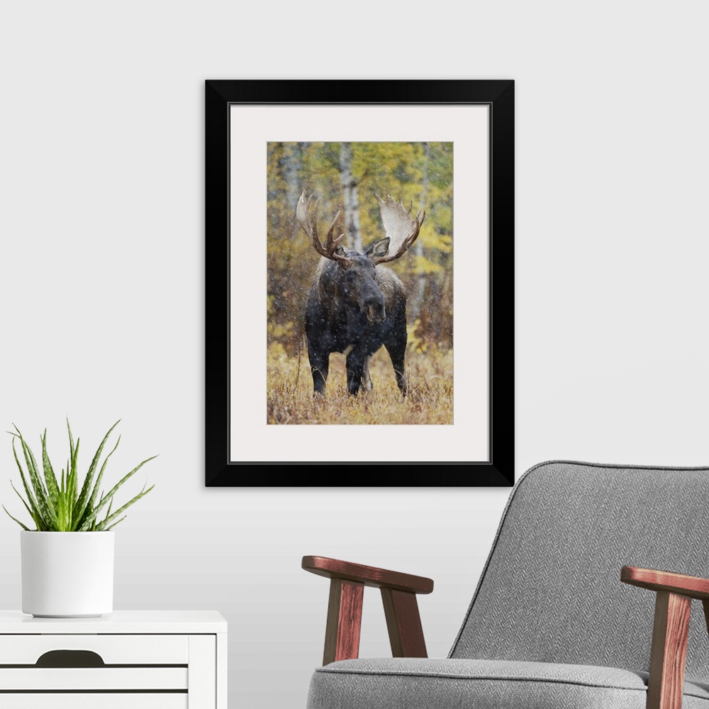 A modern room featuring Moose, Alces alces, bull in snowstorm with aspen trees in background in fallcolors, Grand Teton N...