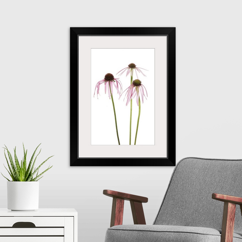 A modern room featuring Pale Purple Coneflowers, Marion County, Illinois, USA