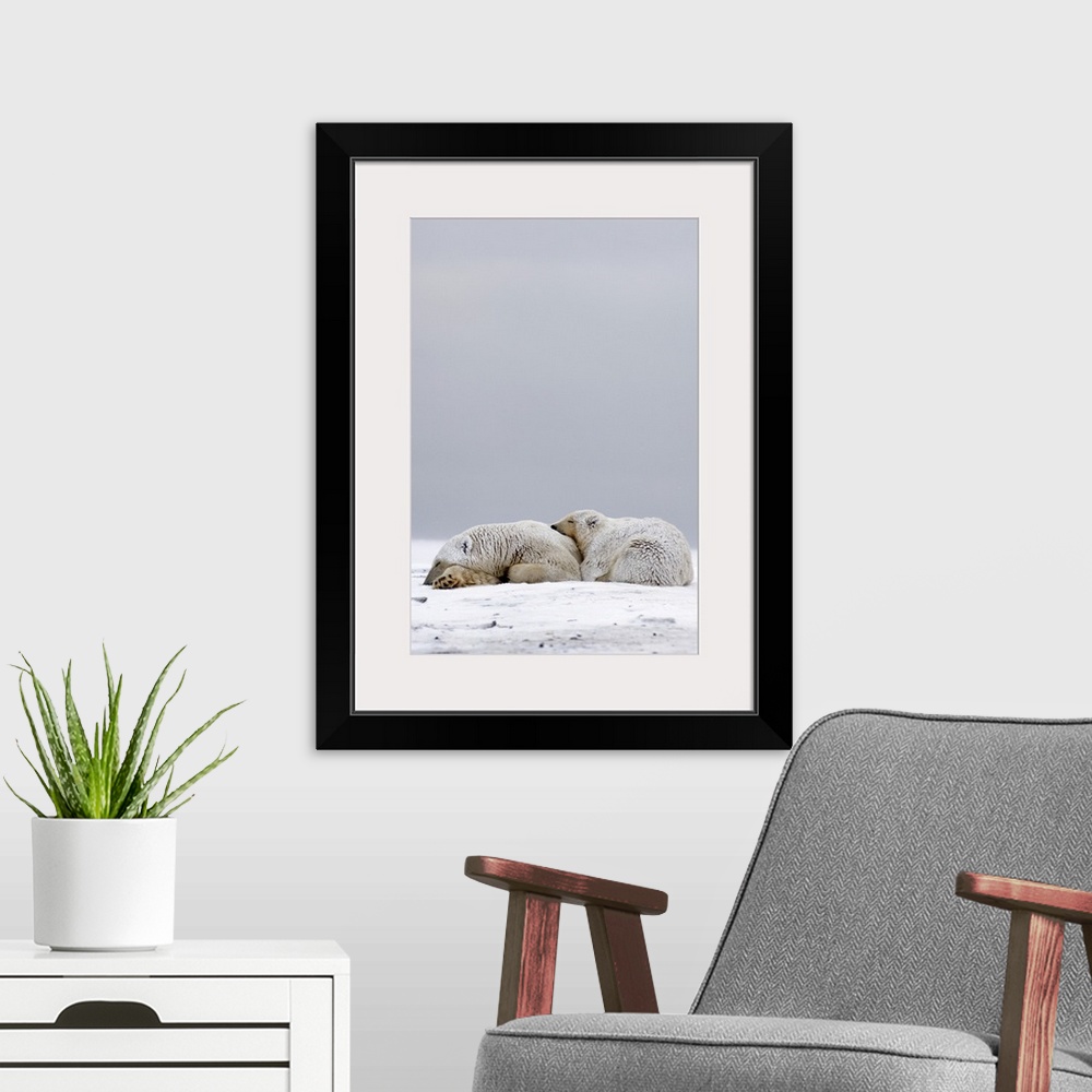 A modern room featuring Polar bear (Ursus maritimus), sow with cub sleeping on the pack ice, 1002 coastal plain, Arctic N...