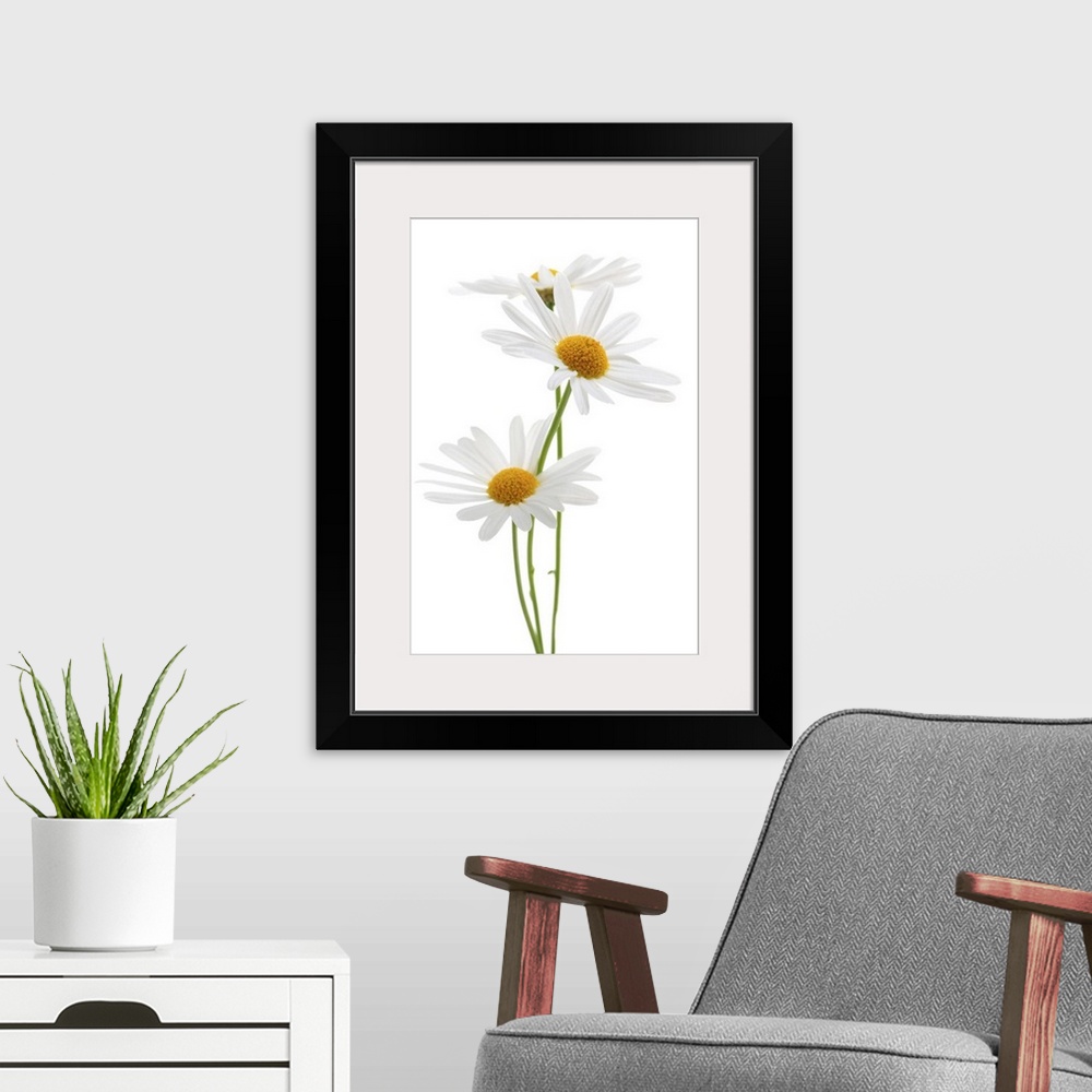 A modern room featuring Daisy flowers isolated on white background.