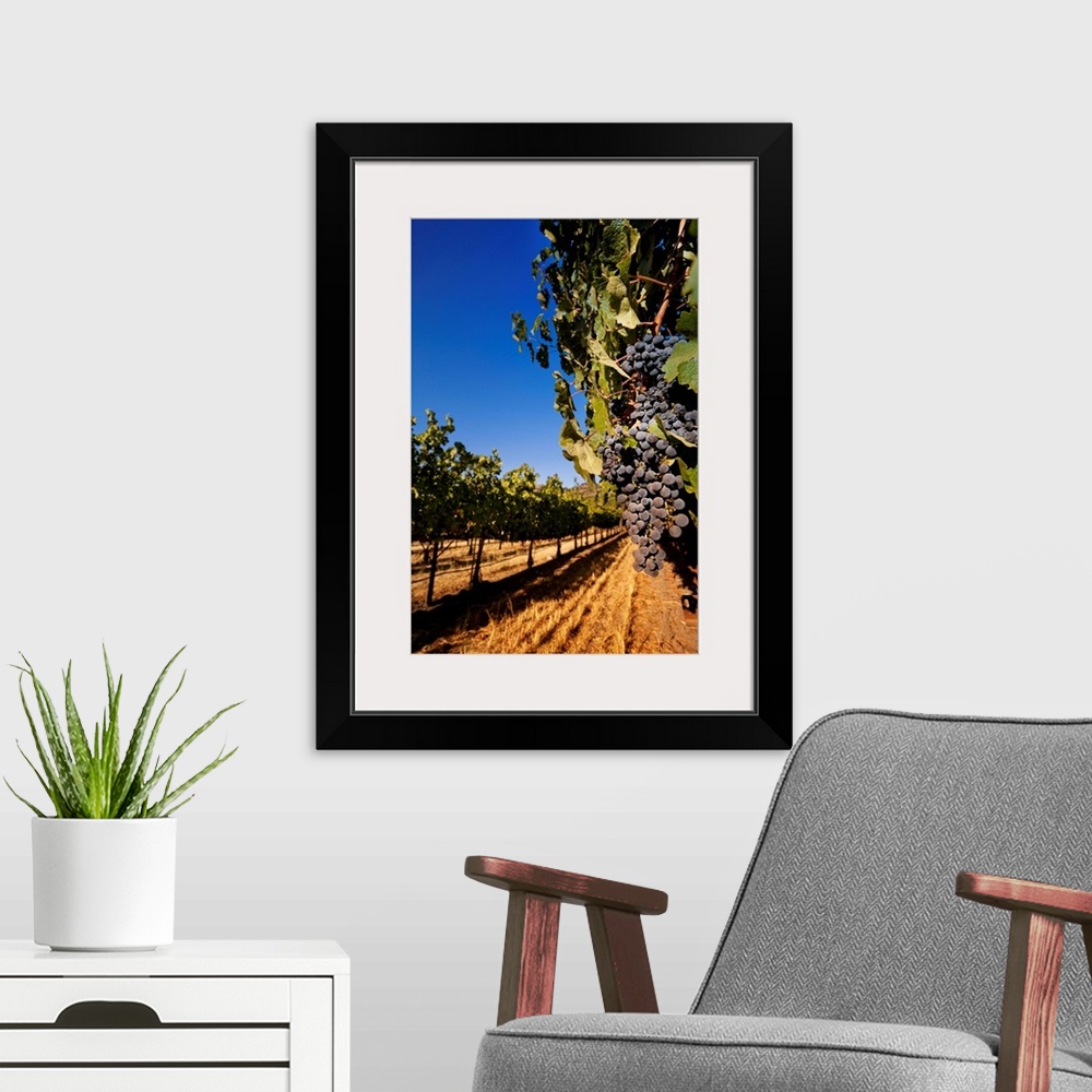 A modern room featuring California, Napa Valley, Grapes at Chimney Rock Winery in Yountville