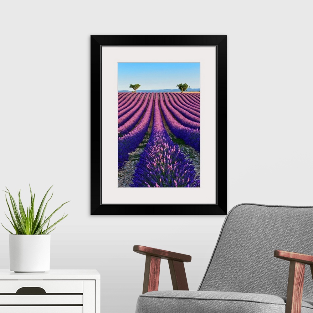 A modern room featuring France, Provence-Alpes-Cote d'Azur, Provence, Valensole, Lavender fields near Valensole.