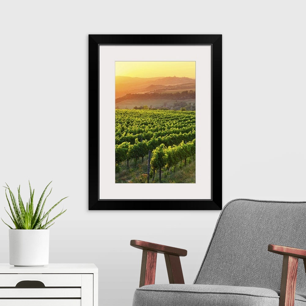 A modern room featuring Italy, Umbria, Todi, Vineyards near Todi at sunset