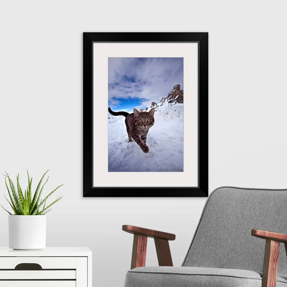 A modern room featuring Italy, Veneto, Alps, Dolomites, Belluno district, Cat on the snow at Giau pass