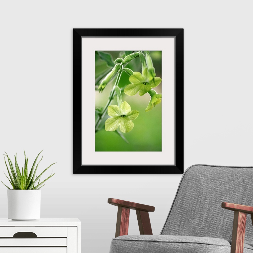 A modern room featuring Nicotiana flower