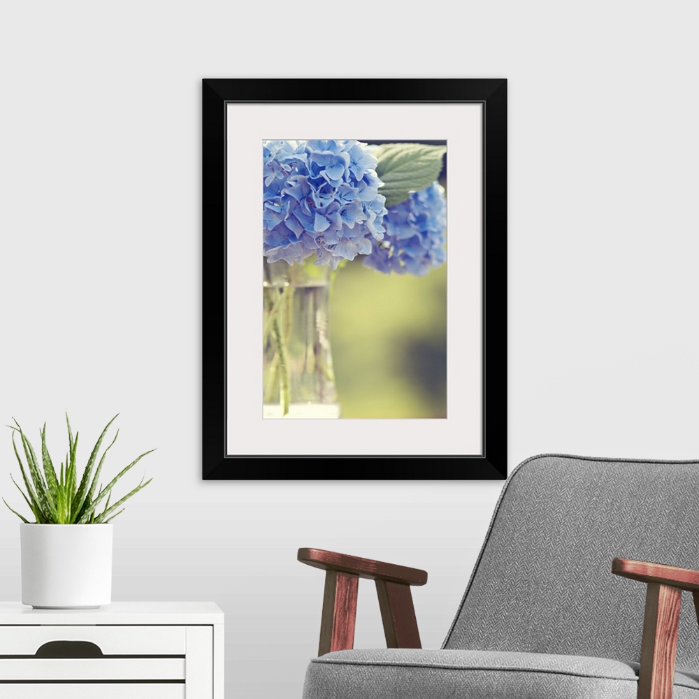 A modern room featuring Blue hydrangea flowers soft, ethereal, offset in glass vase, delicate, astanse.
