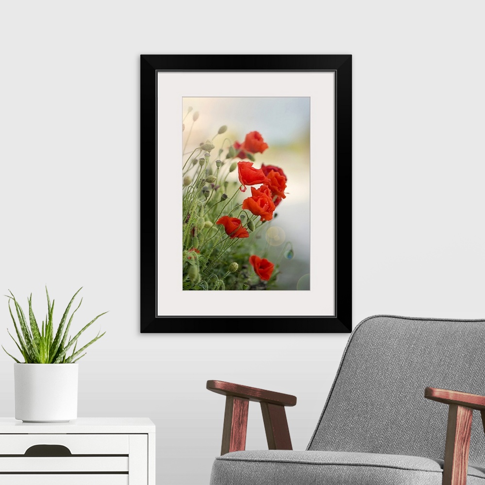A modern room featuring Flanders poppy with sun flare.