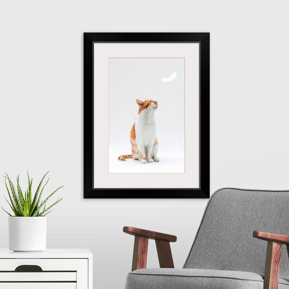 A modern room featuring Ginger and white cat looking up towards falling white feather.