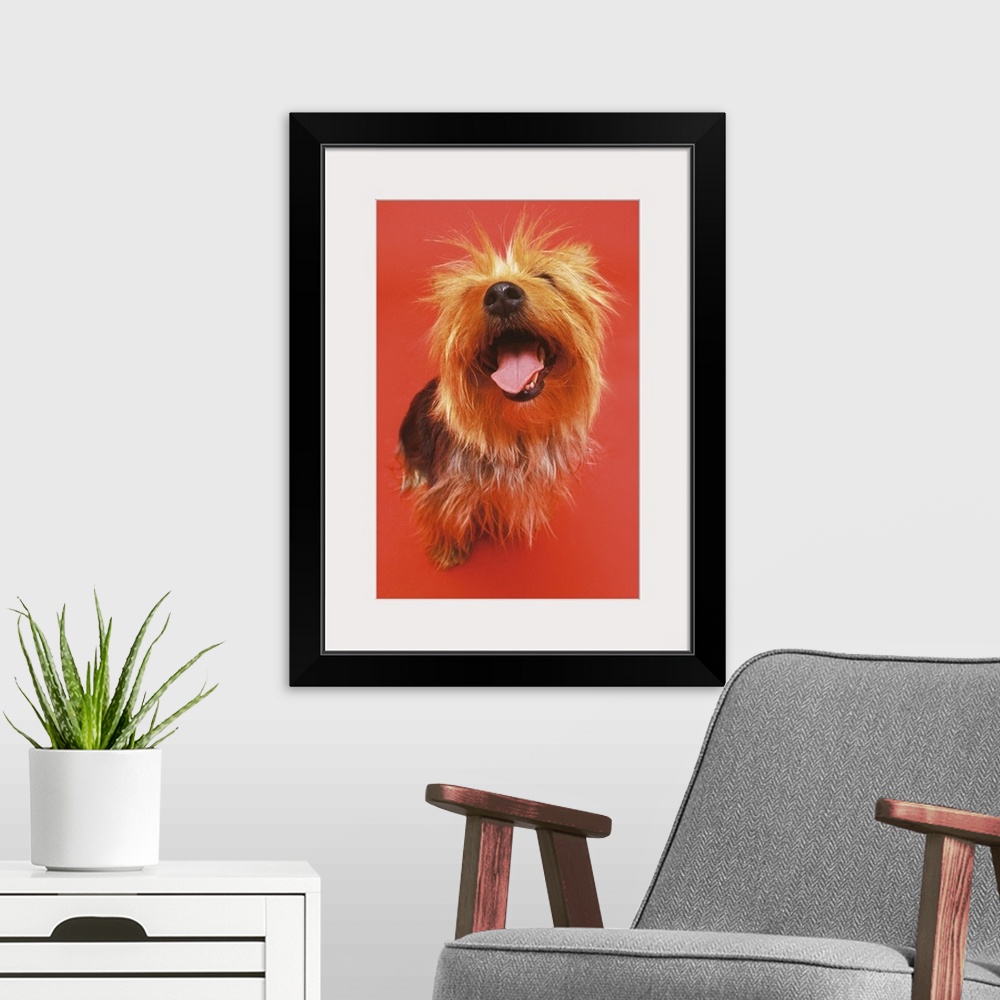 A modern room featuring high angle view of a Yorkshire terrier sitting with its mouth open and looking up