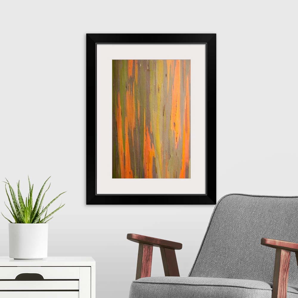 A modern room featuring Rainbow Eucalyptus Tree Bark