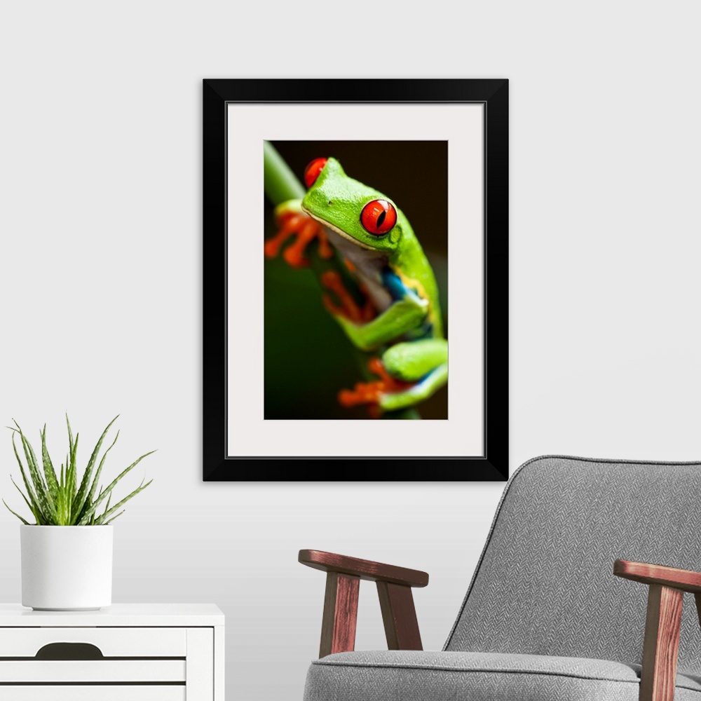 A modern room featuring Red-Eyed Tree Frog On Stem