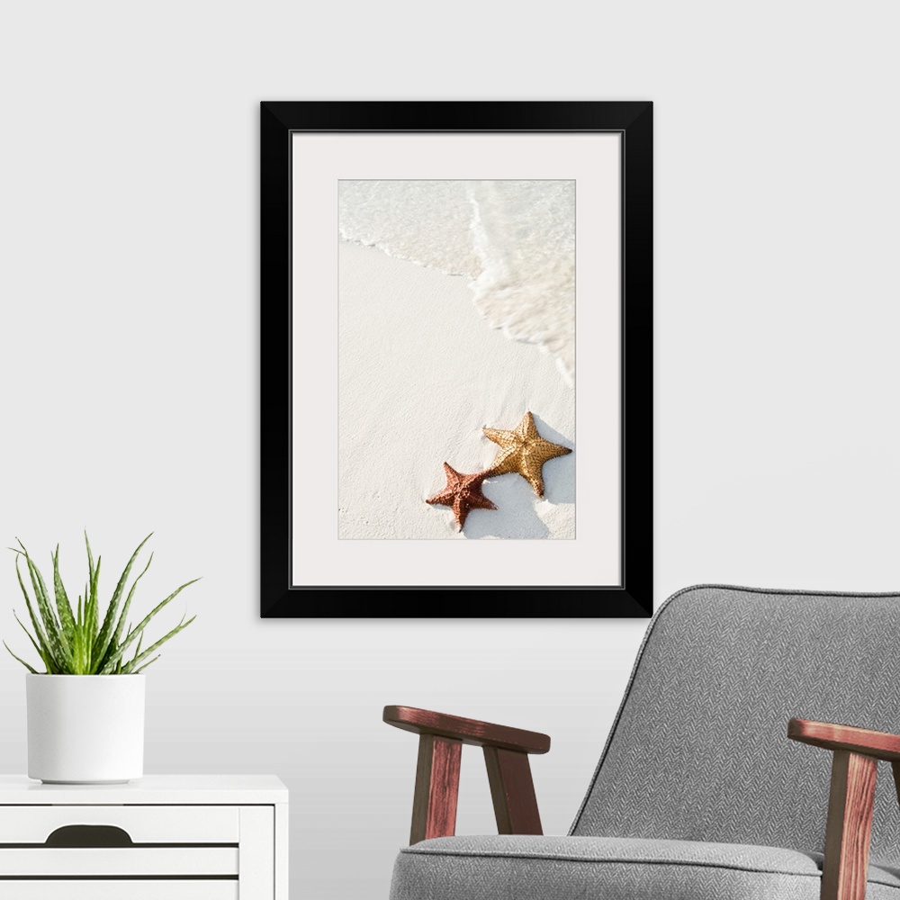 A modern room featuring Big photograph shows a couple marine echinoderms with five radiating arms sitting next to each ot...