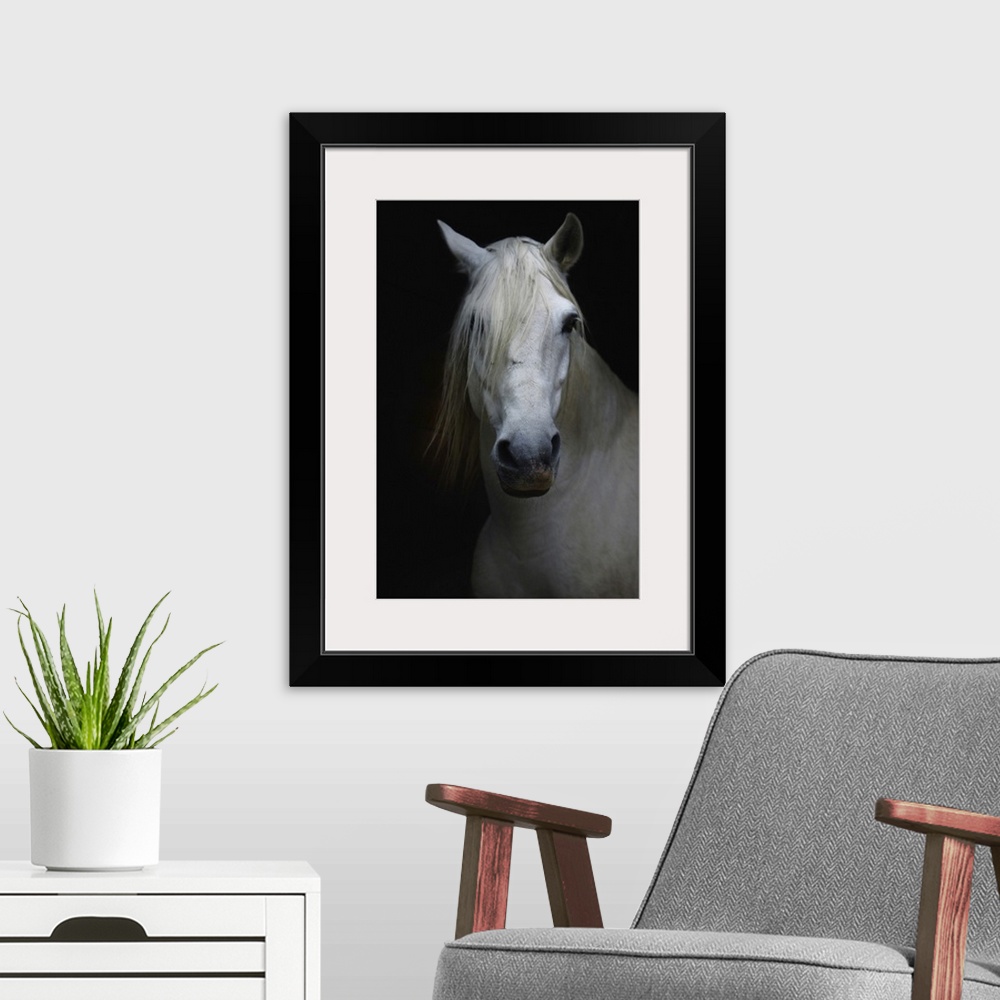 A modern room featuring White horse in shadow