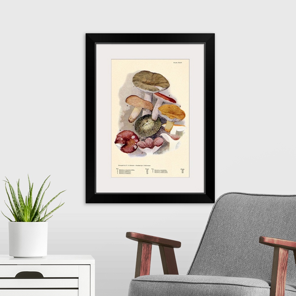 A modern room featuring Toadstools And Mushrooms - Plate XLIV