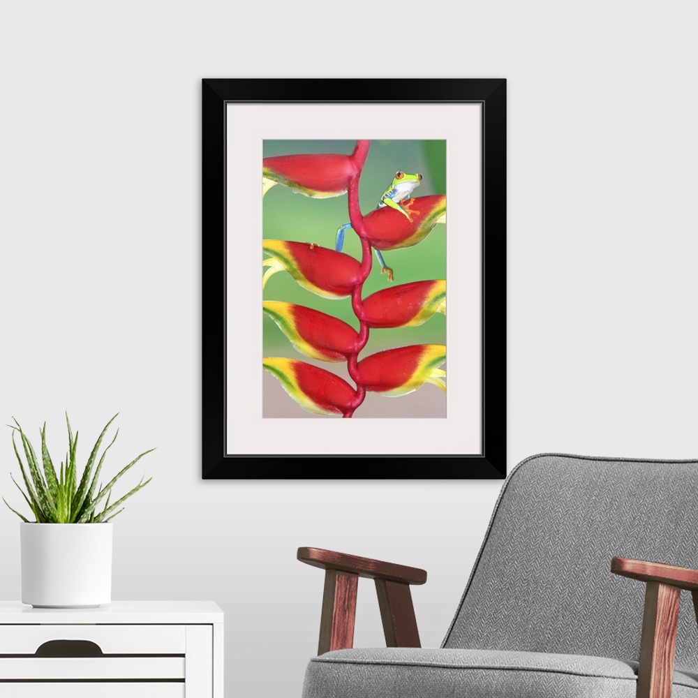 A modern room featuring Red-eyed Tree Frog (Agalychins callydrias) on a Heliconia (Heliconoa stricta) flower, Costa Rica