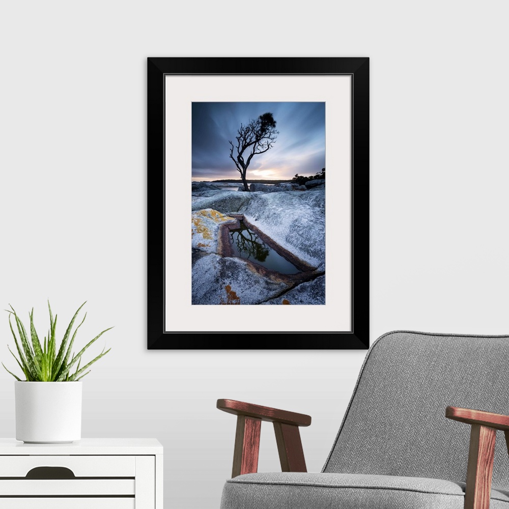 A modern room featuring Tasmania, Australia. Single tree reflected in water pool at Bay of Fires, at sunrise