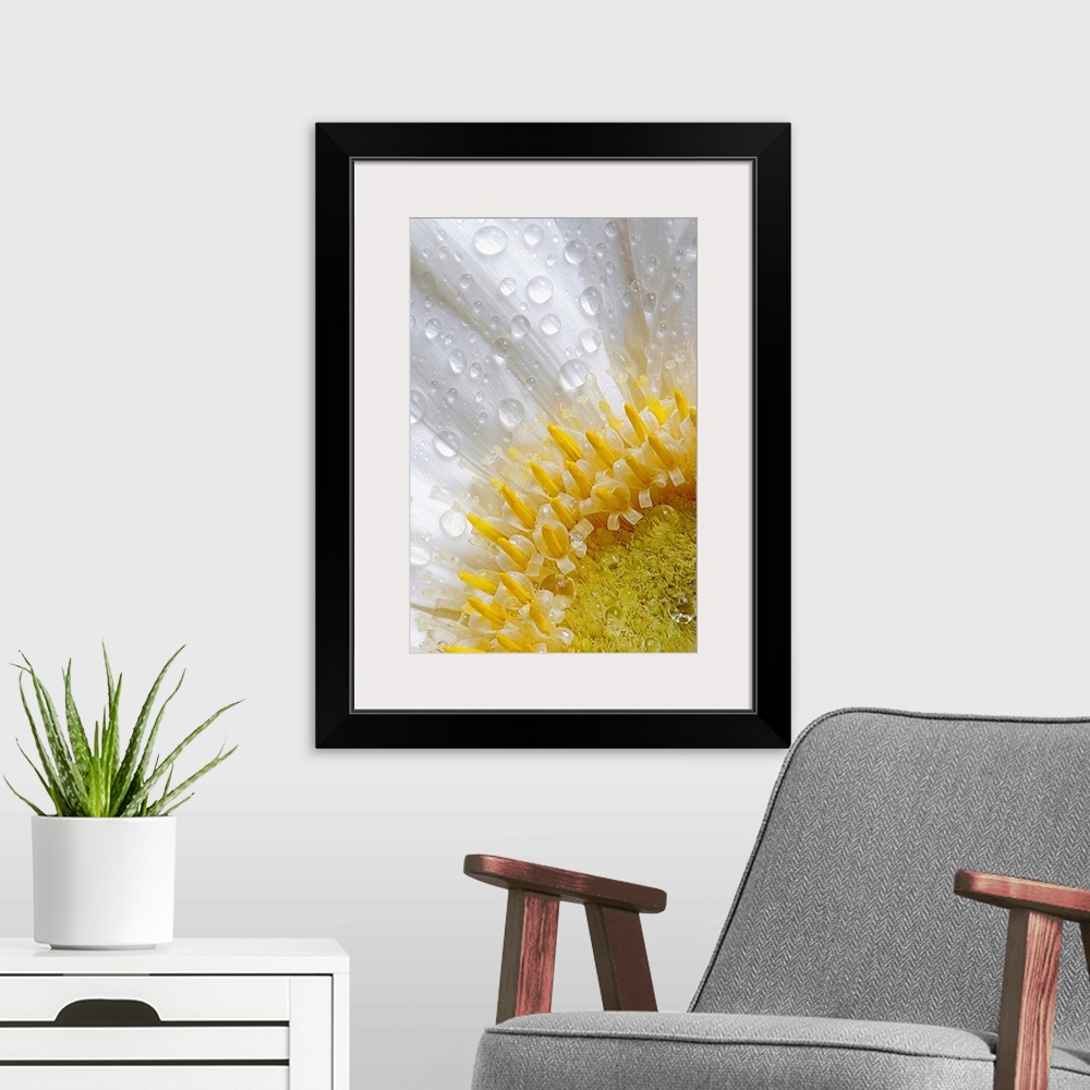 A modern room featuring Giant photograph focuses on an intense close-up of a flower covered with rain drops.