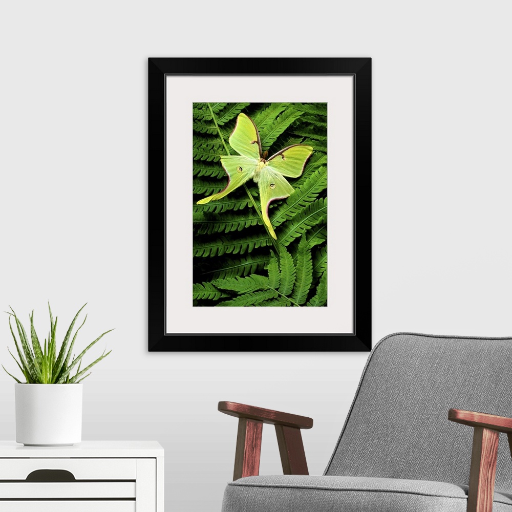 A modern room featuring Vertical, close up photograph on a large canvas of a big, bright green moth landed on a fern leaf.