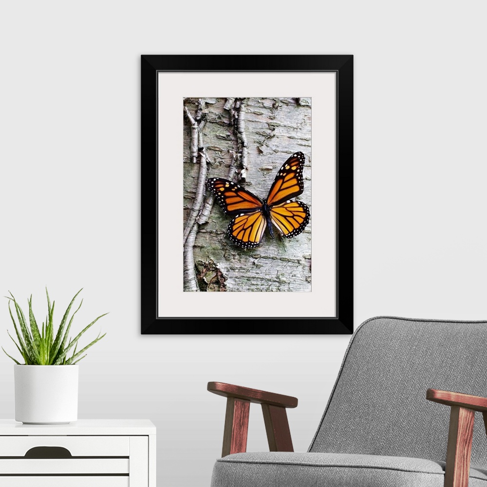 A modern room featuring Giant photograph showcases a lone butterfly sitting against the roughly textured bark of a tree.