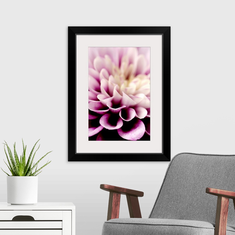 A modern room featuring Giant photograph focuses in on the detailed petals of a dahlia flower.  The sharp focus on the pe...