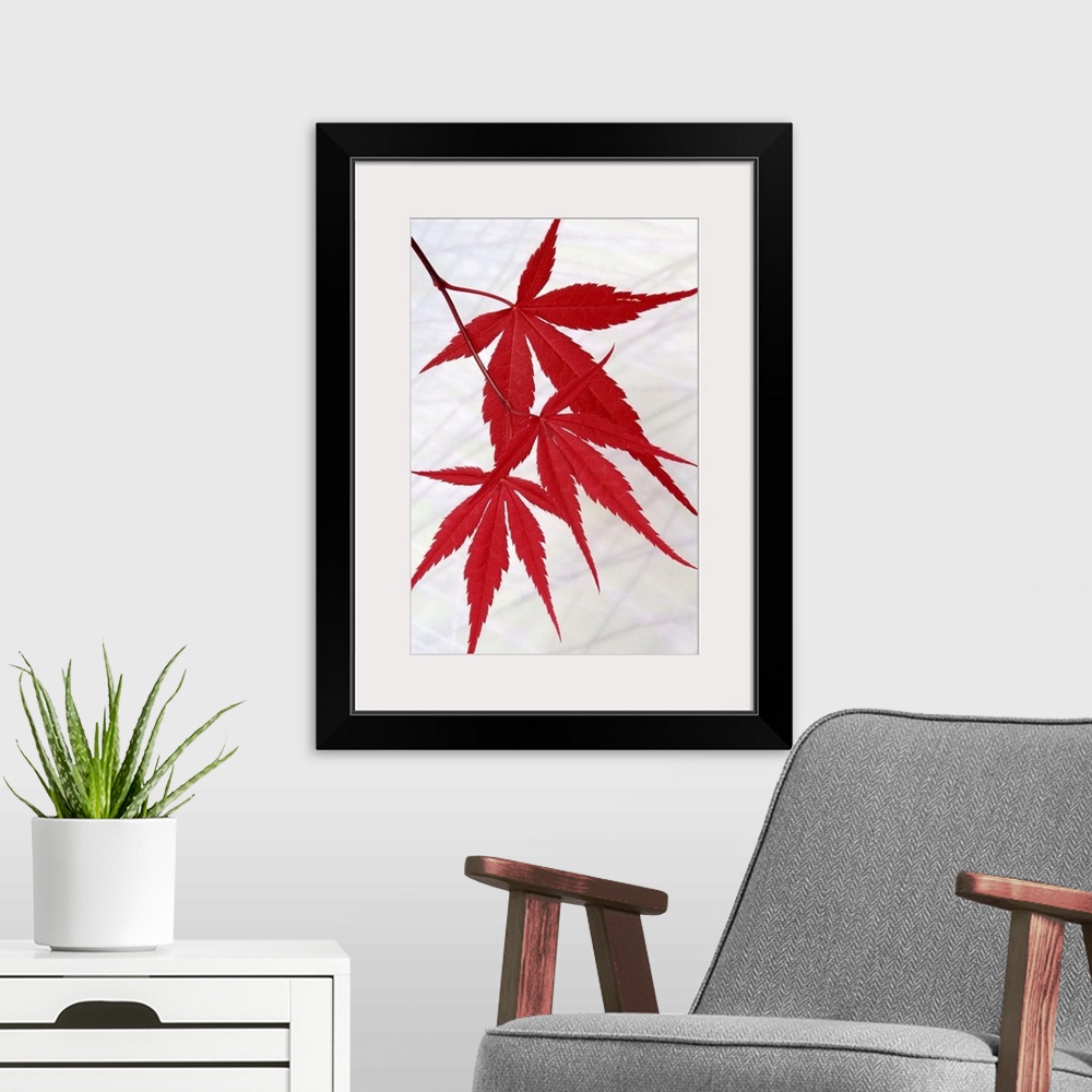 A modern room featuring Close up photo of three bright red Japanese Maple leaves hanging from a tree.