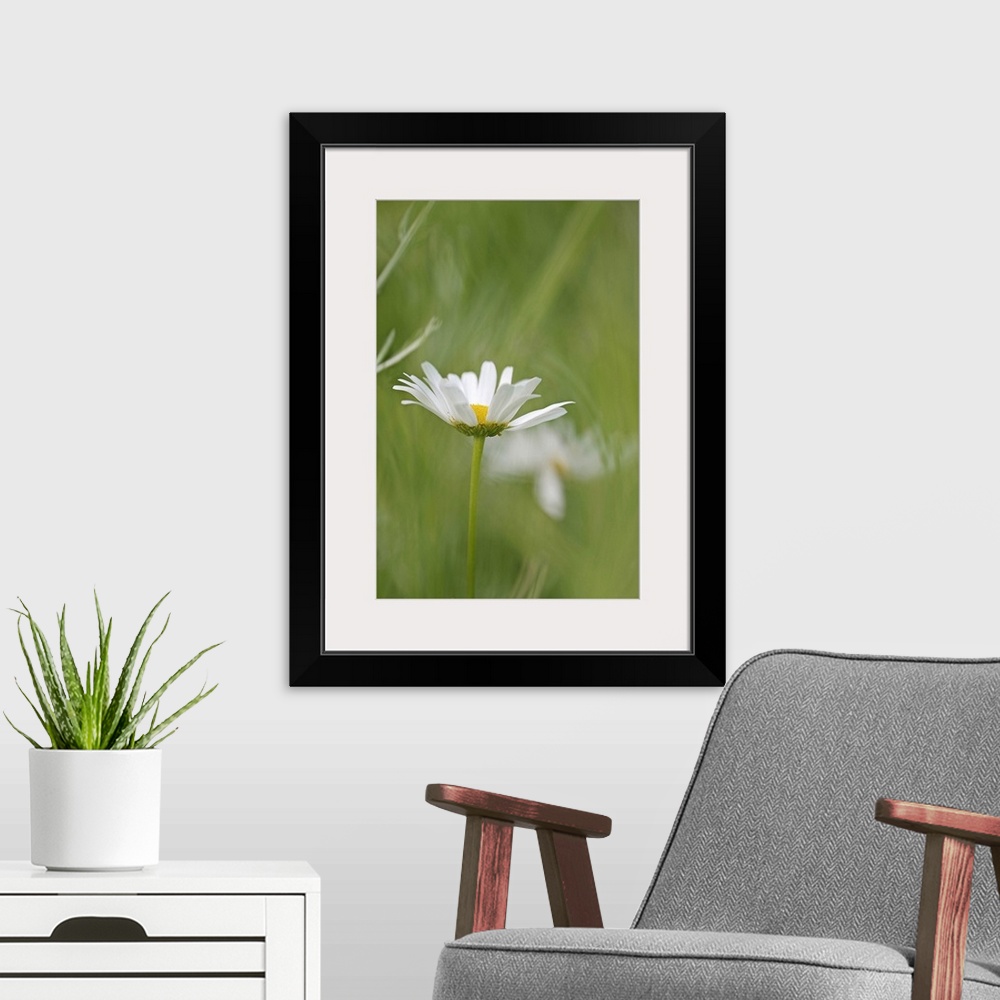 A modern room featuring Close up photo of a single white daisy in a blurred green field of grass.