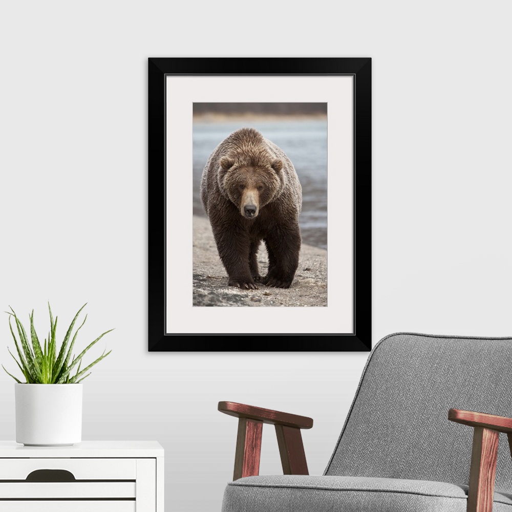 A modern room featuring Grizzly Bear (Ursus arctos horribilis), Katmai National Park, Alaska