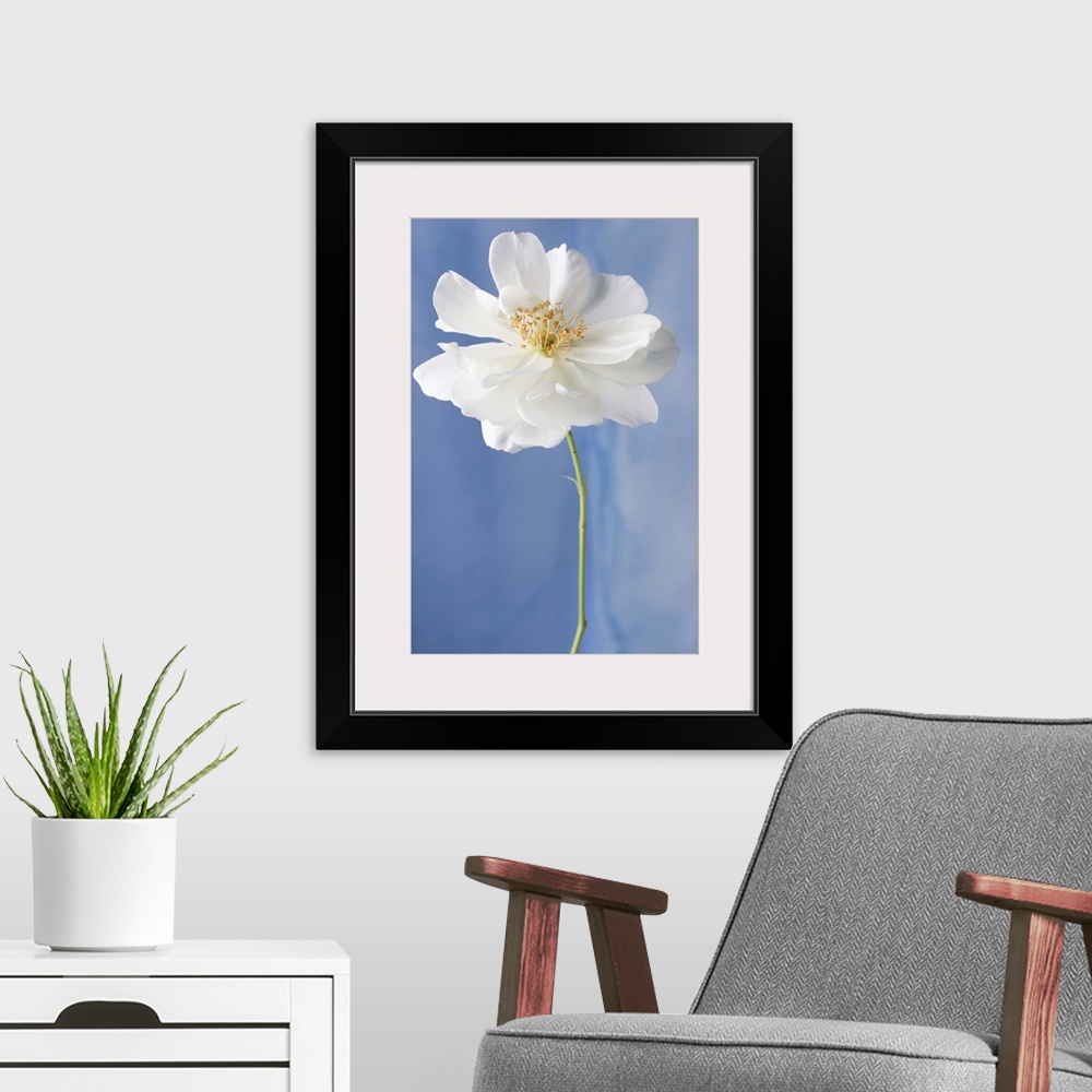 A modern room featuring White Flower II