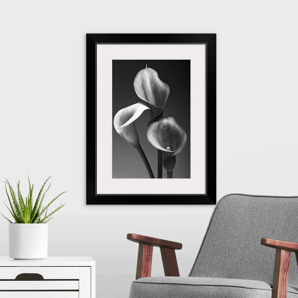 A modern room featuring Big monochromatic photograph shows a close-up of the tops of three flowers against a bare backgro...