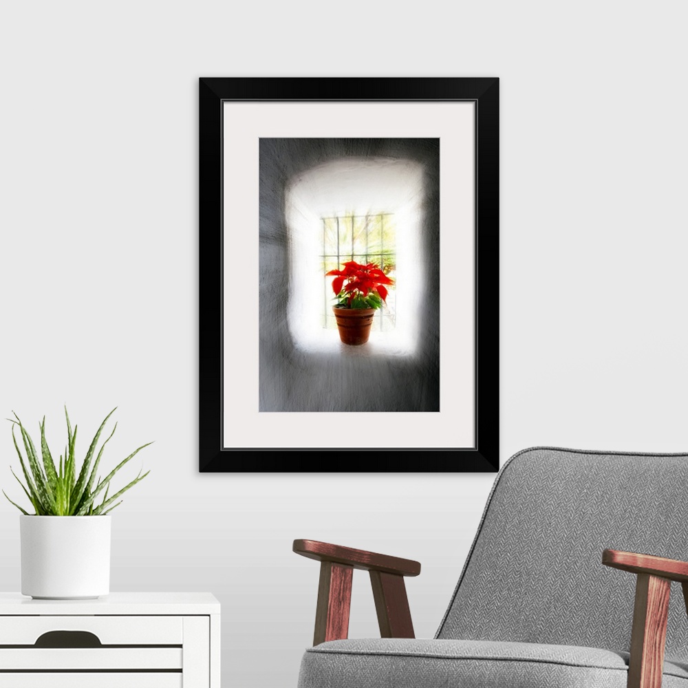 A modern room featuring Poinsettia in Window light