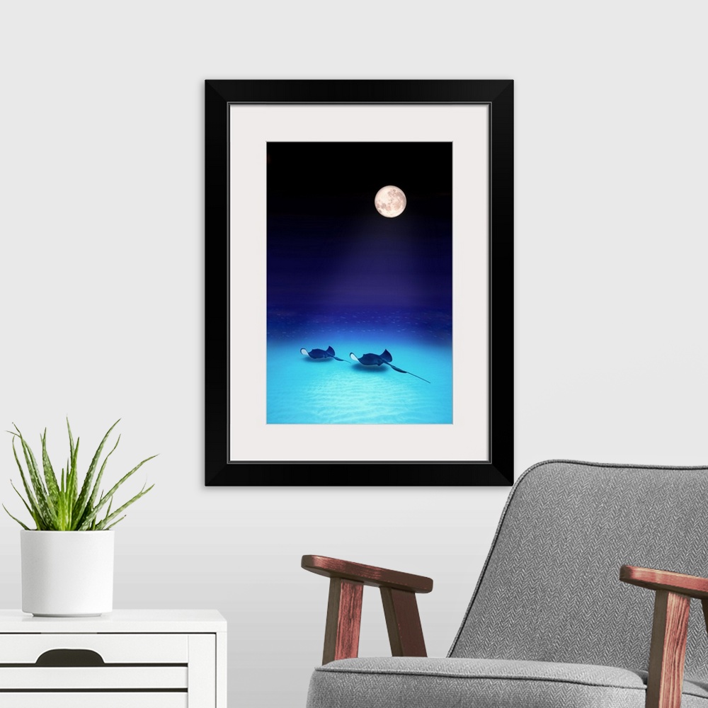 A modern room featuring Two southern stingrays swim together along the sandy beach bottom  as the full moon rays light th...