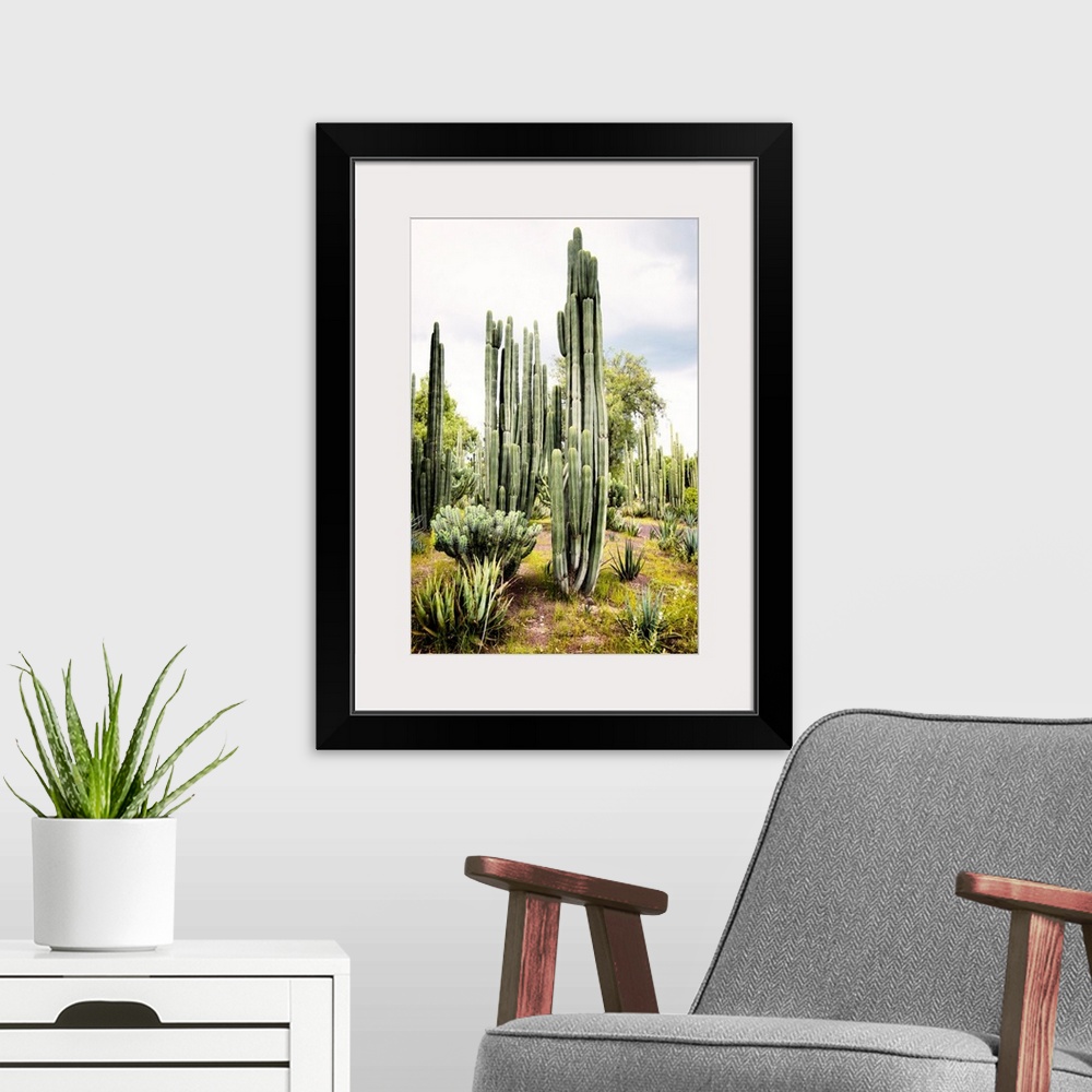 A modern room featuring Landscape photograph of a cardon cactus amongst other cacti. From the Viva Mexico Collection.