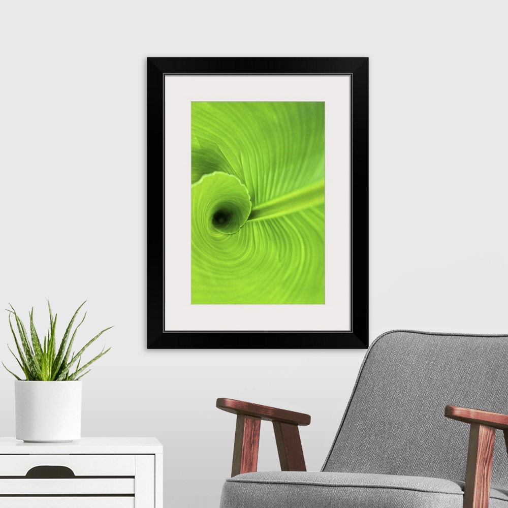 A modern room featuring Macro view of the tightly curled green leaves of a Canna Lily in Duke Gardens, Durham, NC.