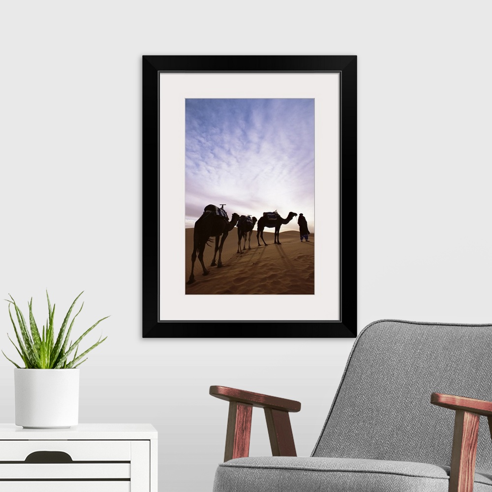 A modern room featuring Berber camel leader with three camels in Erg Chebbi sand sea, Sahara Desert, Morocco