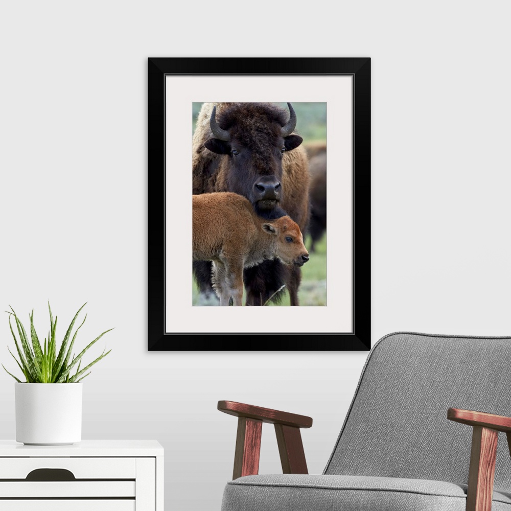 A modern room featuring Bison (Bison bison) cow and calf, Yellowstone National Park, Wyoming, United States of America, N...