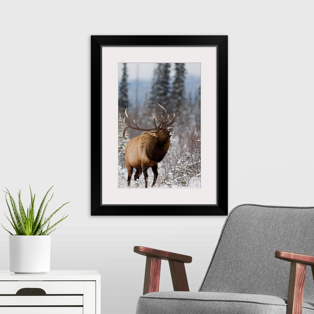 A modern room featuring Bull elk bugling in the snow, Jasper National Park, Alberta, Canada