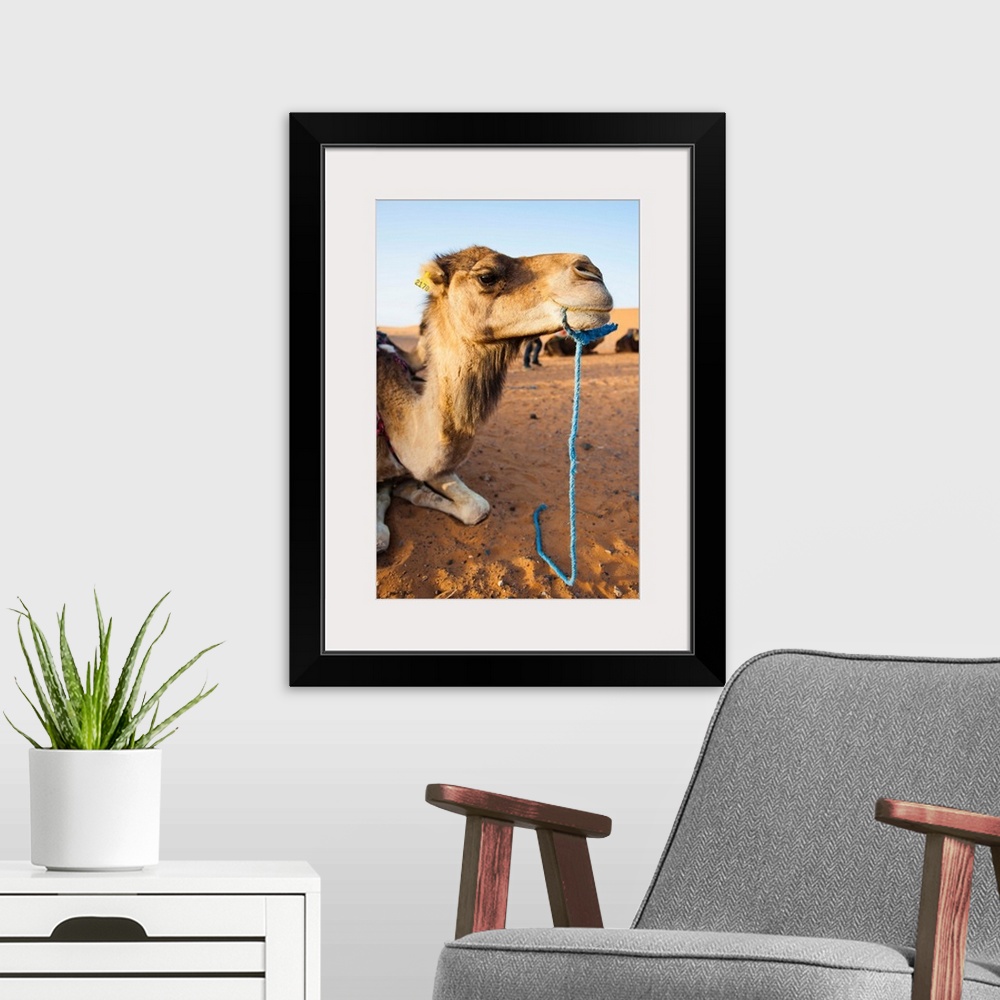 A modern room featuring Camel portrait, Erg Chebbi Desert, Morocco, Africa