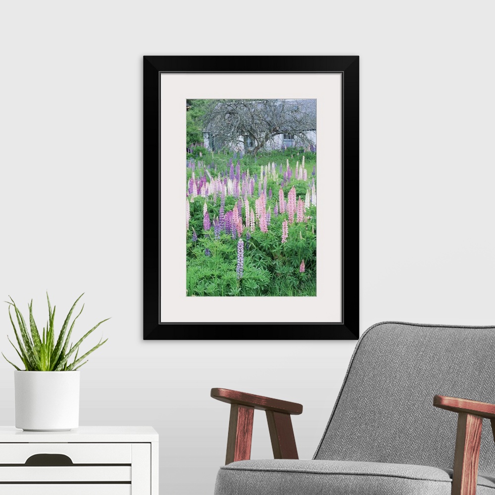 A modern room featuring Lupins in an old garden, Aviemore, Grampians, Scotland, United Kingdom, Europe