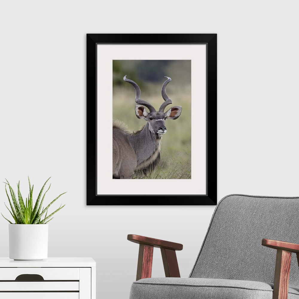 A modern room featuring Male greater kudu, Mountain Zebra National Park, South Africa