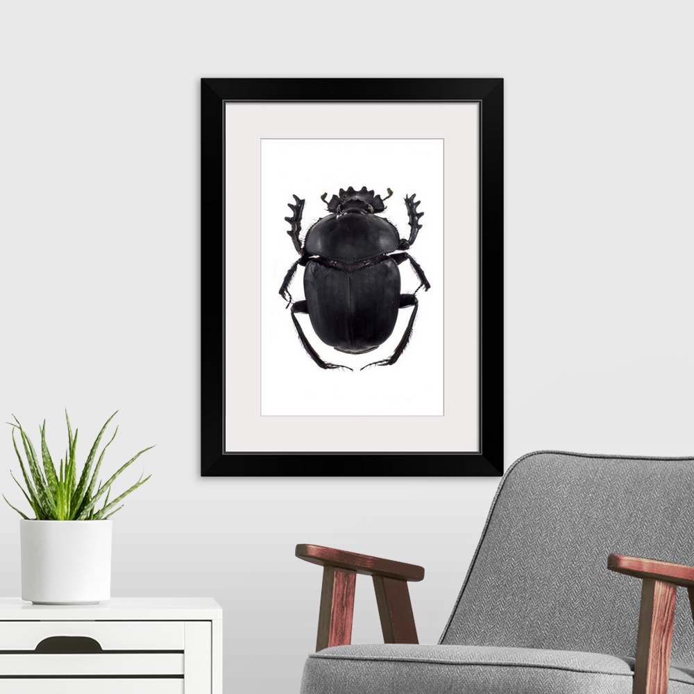 A modern room featuring Dung beetle (Scarabaeus sacer), a species of scarab beetle. This is a true dung beetle, which fee...