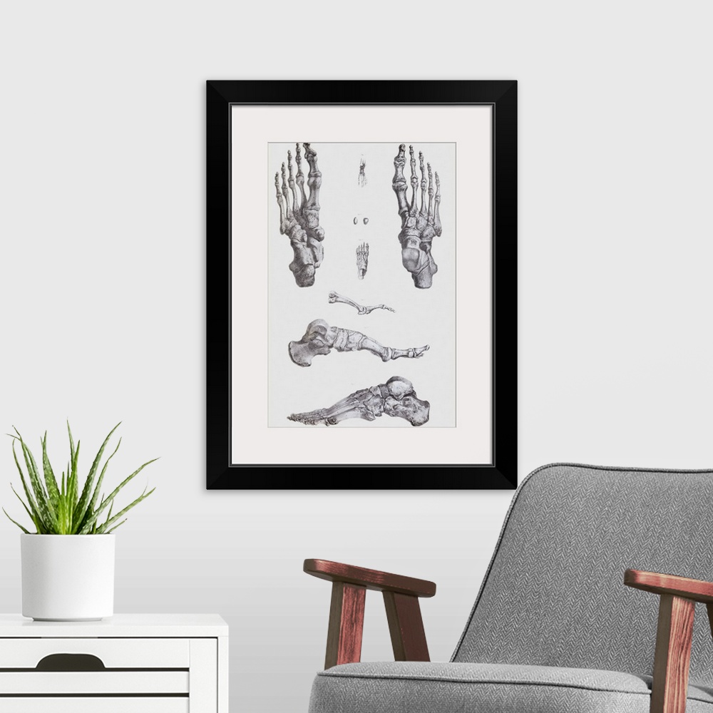 A modern room featuring Foot bones. Historical anatomical artwork of the bones of the human foot. At upper right is the u...