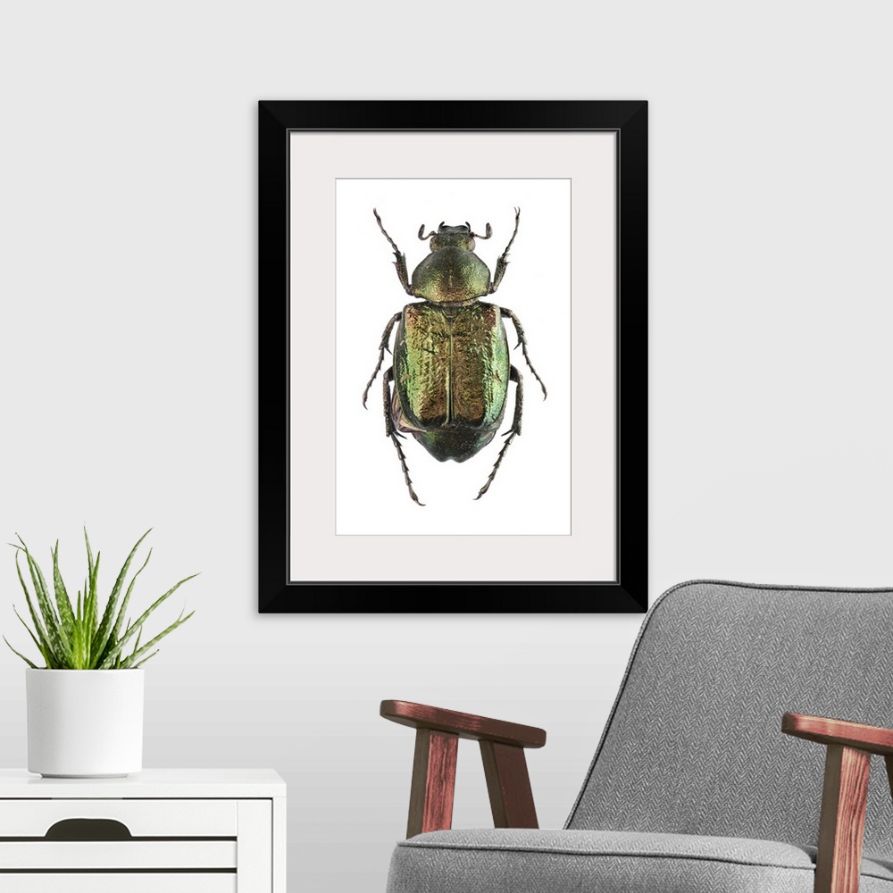 A modern room featuring Noble chafer. The noble chafer (Gnorimus nobilis) is a green scarab beetle. It spends most of its...