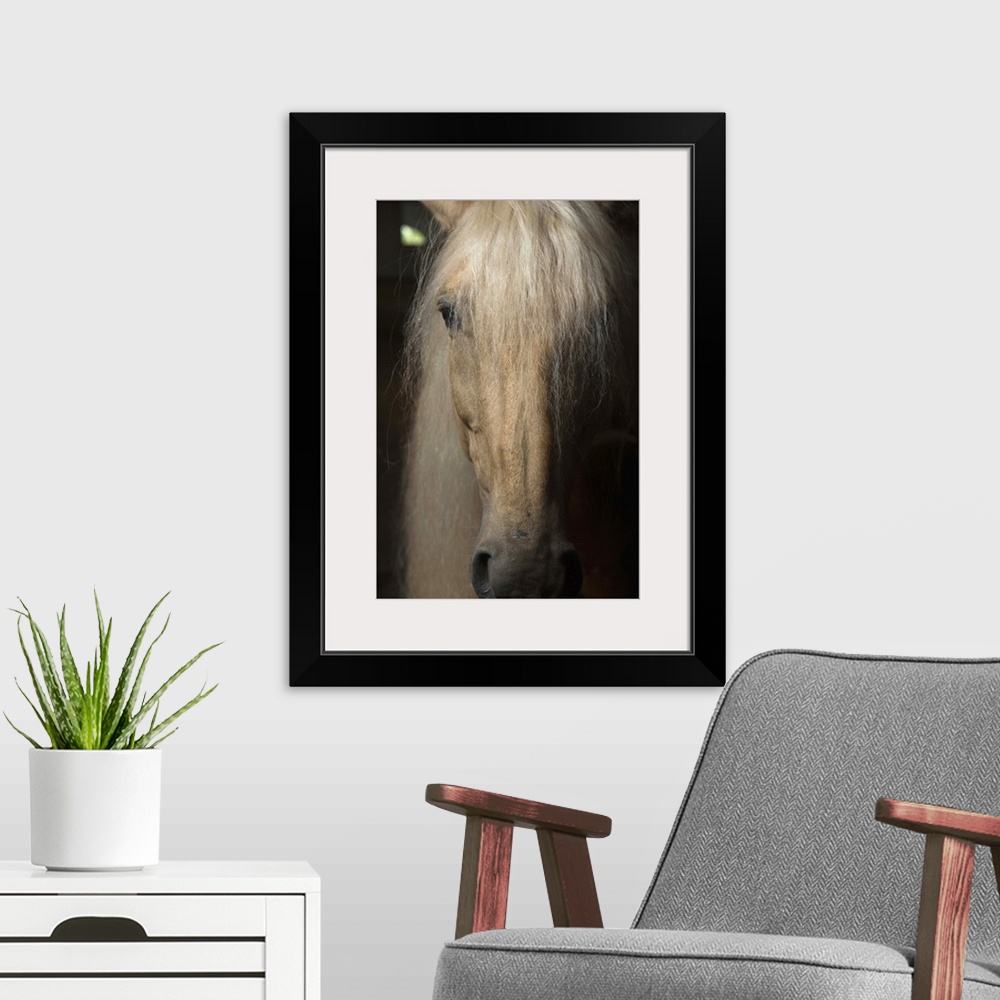 A modern room featuring Close up portrait of a light colored long haired horse in France.