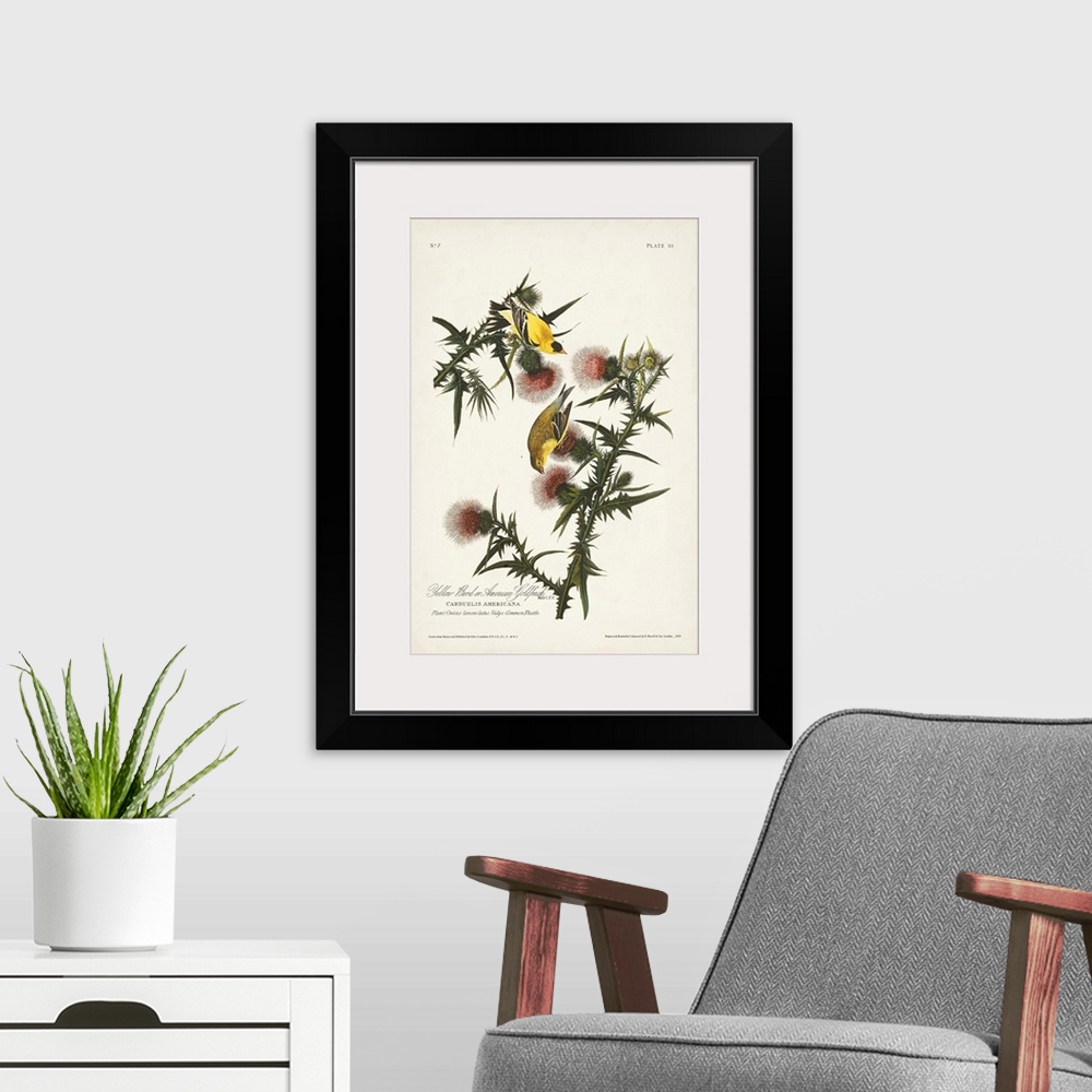 A modern room featuring American Gold Finch