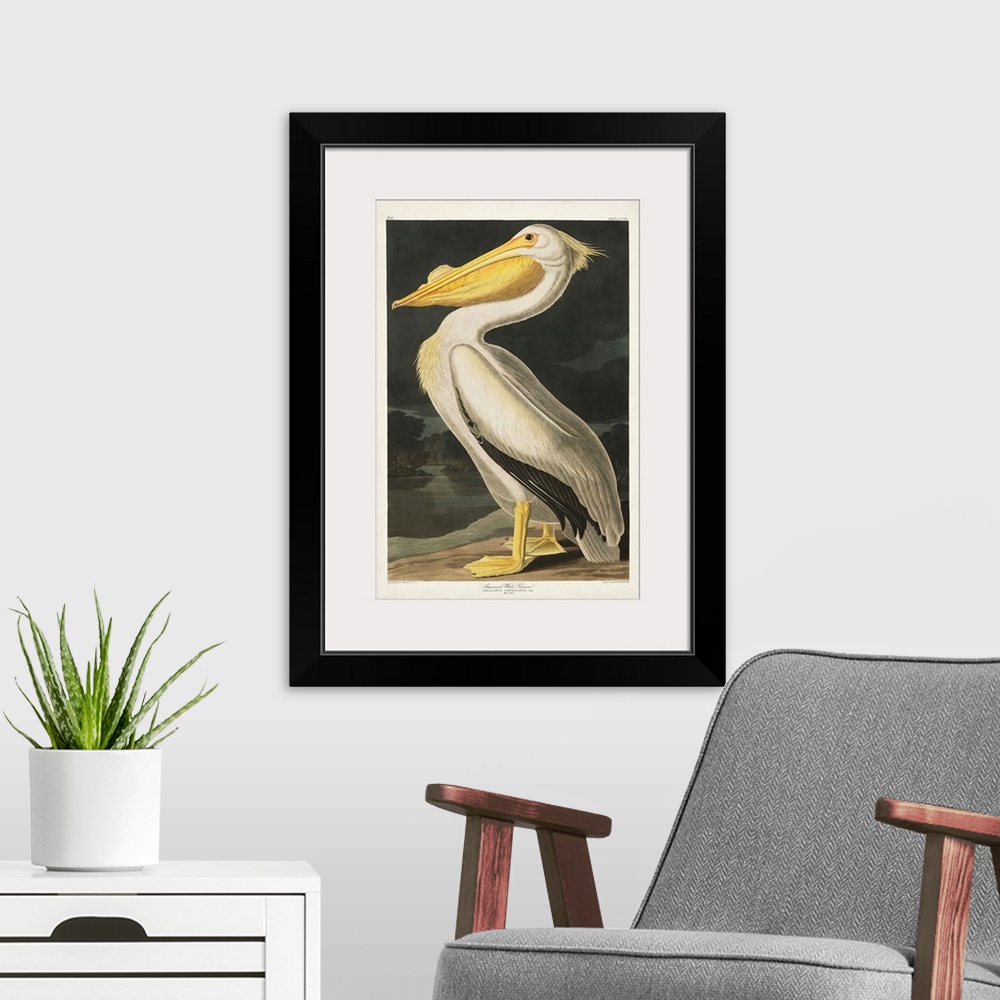 A modern room featuring American White Pelican