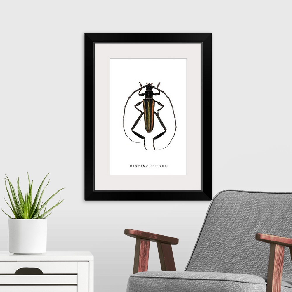 A modern room featuring Distinguendum Beetle