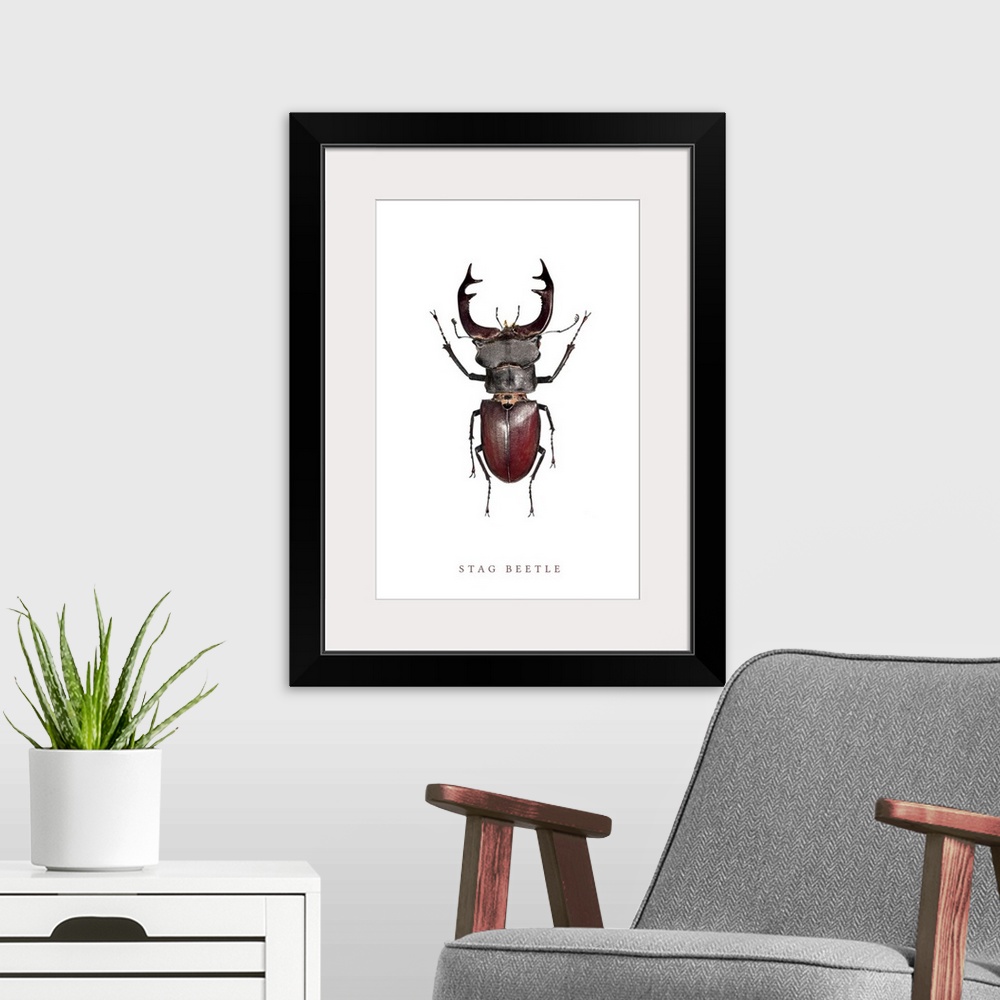 A modern room featuring Stag Beetle